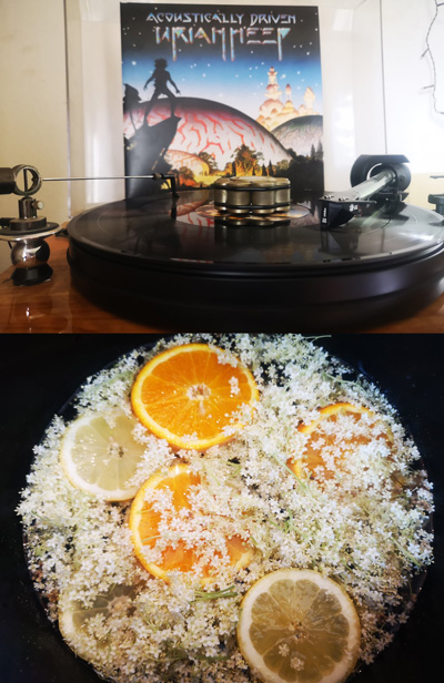 Zu Uriah Heep wird Holunderblütensirup gemacht